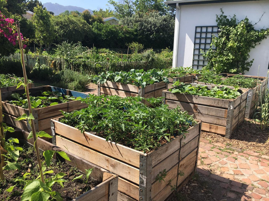 Vegetable Garden Grow Box (made from re-purposed apple crates)