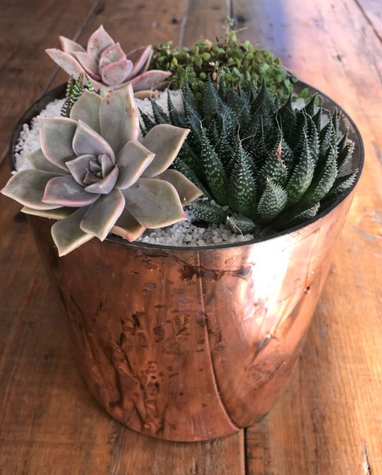 Rose Gold Glass Vase  (optionally fully planted with succulents)