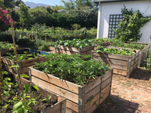 Load image into Gallery viewer, Vegetable Garden Grow Box (made from re-purposed apple crates)
